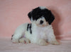 F1B Sheepadoodle For Sale Baltic, OH Female-Lily -CHECK OUT OUR VIDEO-
