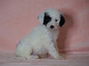 F1B Sheepadoodle For Sale Baltic, OH Male- Thomas -CHECK OUT OUR VIDEO-