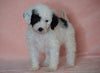 F1B Sheepadoodle For Sale Baltic, OH Male- Thomas -CHECK OUT OUR VIDEO-