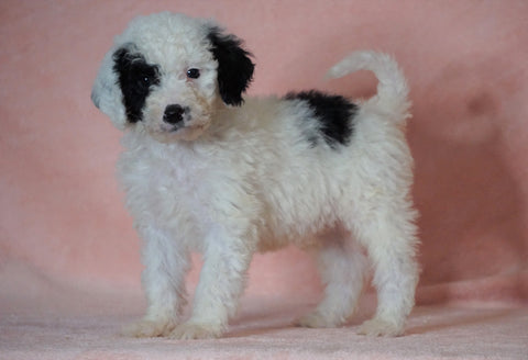 F1B Sheepadoodle For Sale Baltic, OH Male- Thomas -CHECK OUT OUR VIDEO-