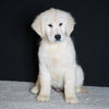 AKC Registered English Cream Golden Retriever For Sale Fredericksburg OH, Male - Lance