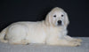 AKC Registered English Cream Golden Retriever For Sale Fredericksburg OH, Male - Bruno
