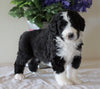 Bernedoodle For Sale Sugarcreek, OH Male- Rambo