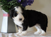 Bernedoodle For Sale Sugarcreek, OH Male- Chase