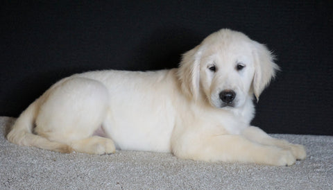 AKC Registered English Cream Golden Retriever For Sale Fredericksburg OH, Female - Kandy
