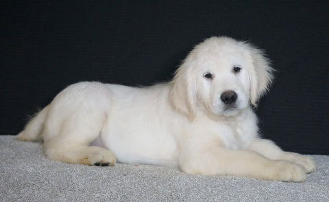 AKC Registered English Cream Golden Retriever For Sale Fredericksburg OH, Male - Spencer