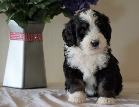Bernedoodle For Sale Sugarcreek, OH Male- Marshall