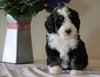 Bernedoodle For Sale Sugarcreek, OH Male- Marshall