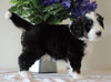 Bernedoodle For Sale Sugarcreek, OH Male- Marshall