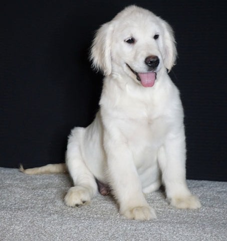 AKC Registered English Cream Golden Retriever For Sale Fredericksburg OH, Male - Otis