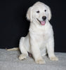 AKC Registered English Cream Golden Retriever For Sale Fredericksburg OH, Male - Otis