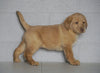AKC Registered Labrador Retriever (Fox Red) For Sale Sugarcreek, OH Female- Scarlet