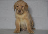 AKC Registered Labrador Retriever (Fox Red) For Sale Sugarcreek, OH Female- Scarlet