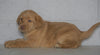 AKC Registered Labrador Retriever (Fox Red) For Sale Sugarcreek, OH Female- Elsa