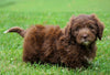 Mini Newfypoo For Sale Holmesville, OH Male - Ricky