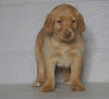 AKC Registered Labrador Retriever (Fox Red) For Sale Sugarcreek, OH Female- Elsa