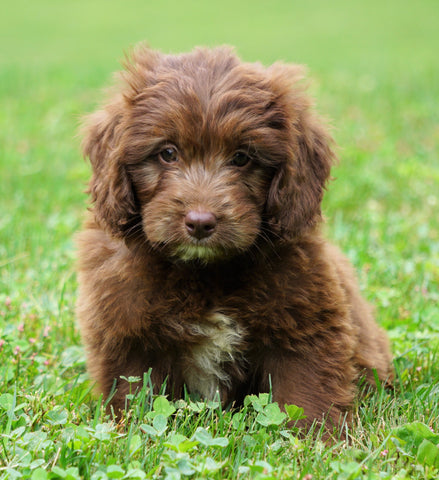 Mini Newfypoo For Sale Holmesville, OH Male - Rambo