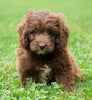 Mini Newfypoo For Sale Holmesville, OH Male - Rambo