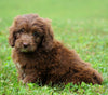 Mini Newfypoo For Sale Holmesville, OH Male - Rambo