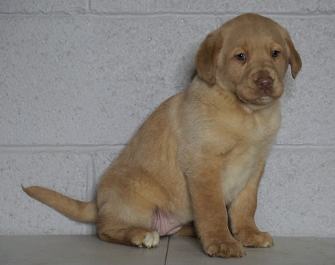 AKC Registered Labrador Retriever (Fox Red) For Sale Sugarcreek, OH Female- April