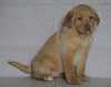 AKC Registered Labrador Retriever (Fox Red) For Sale Sugarcreek, OH Female- April