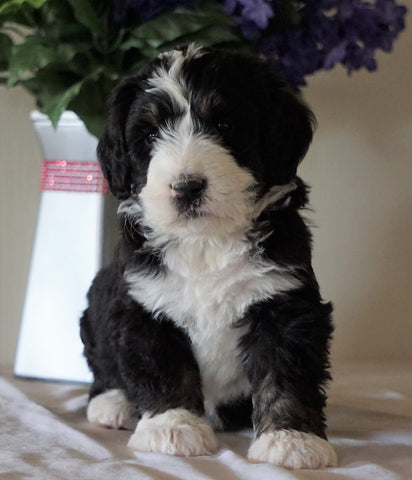 Bernedoodle For Sale Sugarcreek, OH Male- Sparky