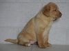 AKC Registered Labrador Retriever (Fox Red) For Sale Sugarcreek, OH Female- April