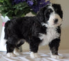 Bernedoodle For Sale Sugarcreek, OH Male- Sparky