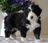Bernedoodle For Sale Sugarcreek, OH Male- Sparky