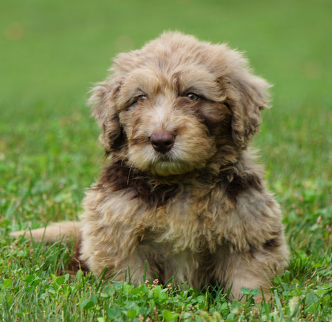 Mini Newfypoo For Sale Holmesville, OH Male - Mason