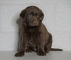 AKC Registered Labrador Retriever For Sale Sugarcreek, OH Female- Carmen