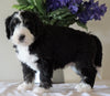 Bernedoodle For Sale Sugarcreek, OH Male- Sparky