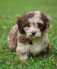 Mini Newfypoo For Sale Holmesville, OH Female - Mia