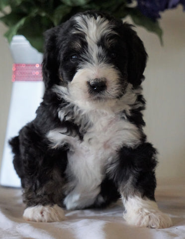 Bernedoodle For Sale Sugarcreek, OH Female- Chloe