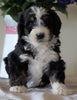 Bernedoodle For Sale Sugarcreek, OH Female- Chloe