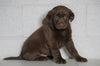 AKC Registered Labrador Retriever For Sale Sugarcreek, OH Female- Carmen