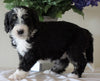Bernedoodle For Sale Sugarcreek, OH Female- Chloe