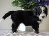 Bernedoodle For Sale Sugarcreek, OH Female- Chloe