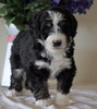 Bernedoodle For Sale Sugarcreek, OH Female- Chloe