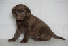 AKC Registered Labrador Retriever For Sale Sugarcreek, OH Female- Carmen