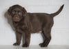 AKC Registered Labrador Retriever For Sale Sugarcreek, OH Male- Xander