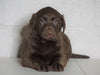 AKC Registered Labrador Retriever For Sale Sugarcreek, OH Male- Xander