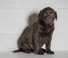 AKC Registered Labrador Retriever For Sale Sugarcreek, OH Male- Xander