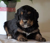 Bernedoodle For Sale Sugarcreek, OH Male- Zuma