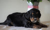Bernedoodle For Sale Sugarcreek, OH Male- Zuma