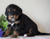 Bernedoodle For Sale Sugarcreek, OH Male- Zuma