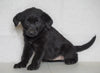 Labrador Retriever Mix For Sale Sugarcreek, OH Female- Missy