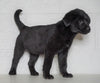 Labrador Retriever Mix For Sale Sugarcreek, OH Female- Missy
