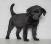 Labrador Retriever Mix For Sale Sugarcreek, OH Female- Missy
