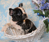 ICA Registered Frenchton For Sale Mansfield, OH Male - Archie